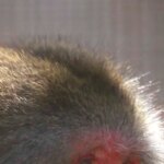 Attaques de macaques en série au Japon: un des singes capturé et tué