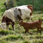 Canton du Jura : Une randonneuse à l’hôpital après avoir été chargée par une vache mère 