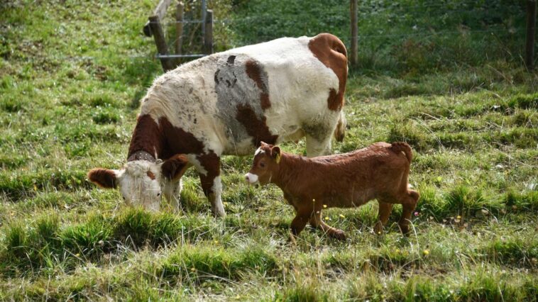 Canton du Jura : Une randonneuse à l’hôpital après avoir été chargée par une vache mère 