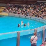 Des activistes perturbent le spectacle de dauphins du Boudewijn Seapark en sautant dans l'eau
