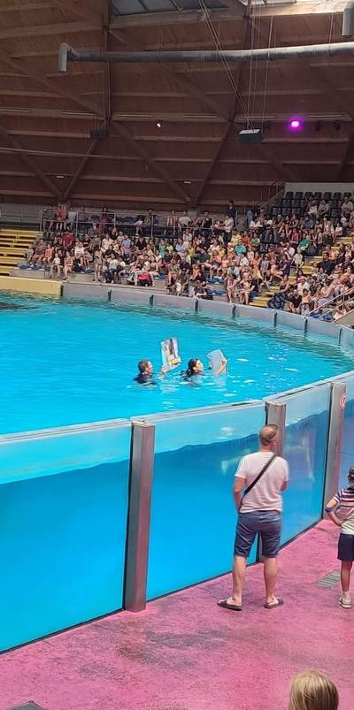 Des activistes perturbent le spectacle de dauphins du Boudewijn Seapark en sautant dans l'eau