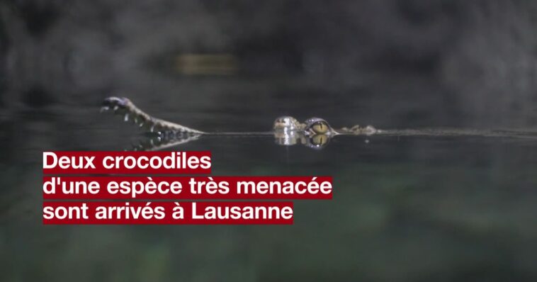 Des mini-crocodiles d'une espèce menacée prennent leurs aises à Aquatis - rts.ch