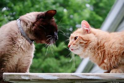 Elle accuse ses voisins de tuer les chats du quartier: “Ils l’ont massacré”