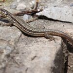 INSOLITE: Le lézard des murailles prend le train pour envahir la Suisse