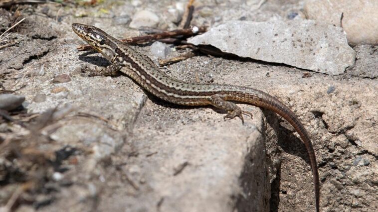 INSOLITE: Le lézard des murailles prend le train pour envahir la Suisse