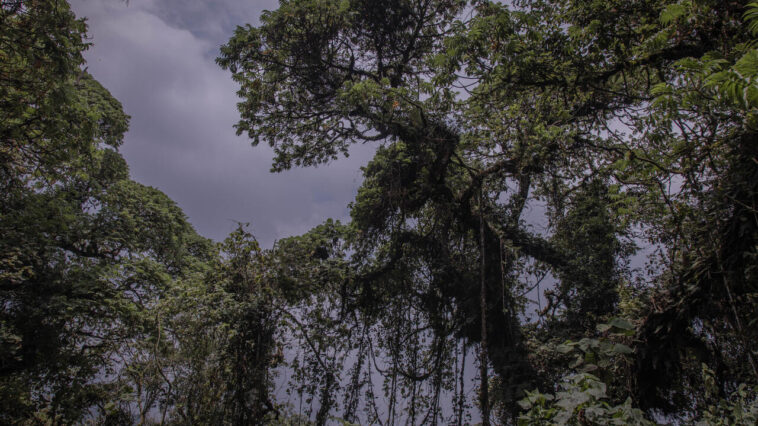 La RD Congo ouvre sa forêt tropicale à la rente pétrolière