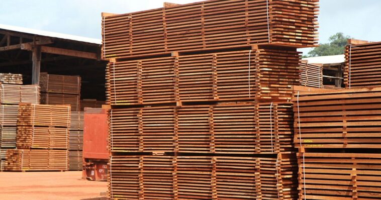 La Suisse cherche à améliorer la transparence de ses importations de bois - rts.ch