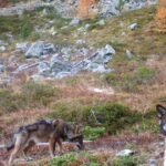 Les Grisons autorisés à tirer deux loups de la meute de Beverin - rts.ch