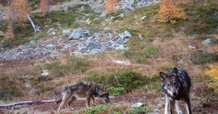 Les Grisons autorisés à tirer deux loups de la meute de Beverin - rts.ch