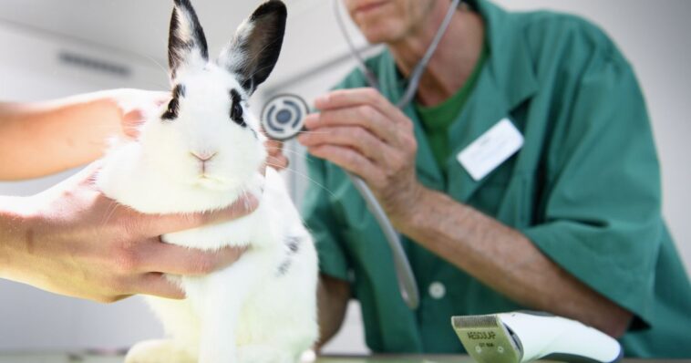 Les animaux ont reçu moins de traitements antibiotiques en 2021 - rts.ch