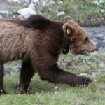 L'ours brun fait une nouvelle fois une brève apparition en Suisse - rts.ch