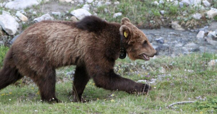 L'ours brun fait une nouvelle fois une brève apparition en Suisse - rts.ch