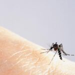Nyon (VD): La chasse au moustique tigre se poursuit