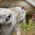 Podcast - Le lait de vache, c’est bon ou mauvais pour la santé? - rts.ch