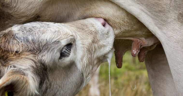 Podcast - Le lait de vache, c’est bon ou mauvais pour la santé? - rts.ch
