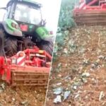 Un agriculteur flamand détruit sa propre récolte qui n’est pas rentable: “Le prix qu’ils paient ne vaut pas le coût de la récolte”