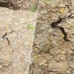 Un serpent avale un poisson entier dans les Ardennes