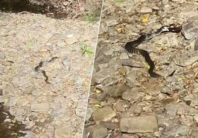 Un serpent avale un poisson entier dans les Ardennes