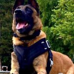 Valais: Un chien policier retrouve un résident d’EMS qui avait disparu