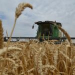 la chaleur et la sécheresse ont mis à mal la production de blé