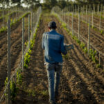 A Figari, en Corse, les ouvriers marocains font vivre la vigne