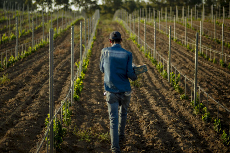 A Figari, en Corse, les ouvriers marocains font vivre la vigne