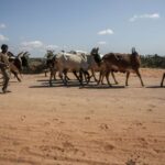 A Madagascar, des voleurs de bétail tuent 32 personnes
