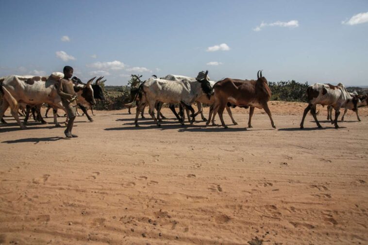 A Madagascar, des voleurs de bétail tuent 32 personnes
