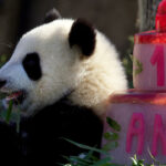 Au zoo de Beauval, les jumelles pandas Huanlili et Yuandudu ont fêté leur un an