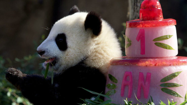 Au zoo de Beauval, les jumelles pandas Huanlili et Yuandudu ont fêté leur un an