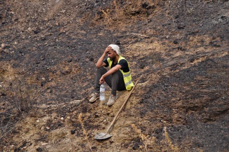 En Algérie, un an après les gigantesques incendies, les plaies toujours ouvertes de la Kabylie