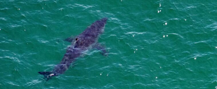 «Extrêmement rare»: un requin bleu attaque un plongeur