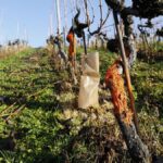 Maladie de la vigne: Un quatrième foyer de flavescence dorée détecté en Valais