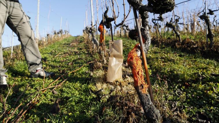 Maladie de la vigne: Un quatrième foyer de flavescence dorée détecté en Valais