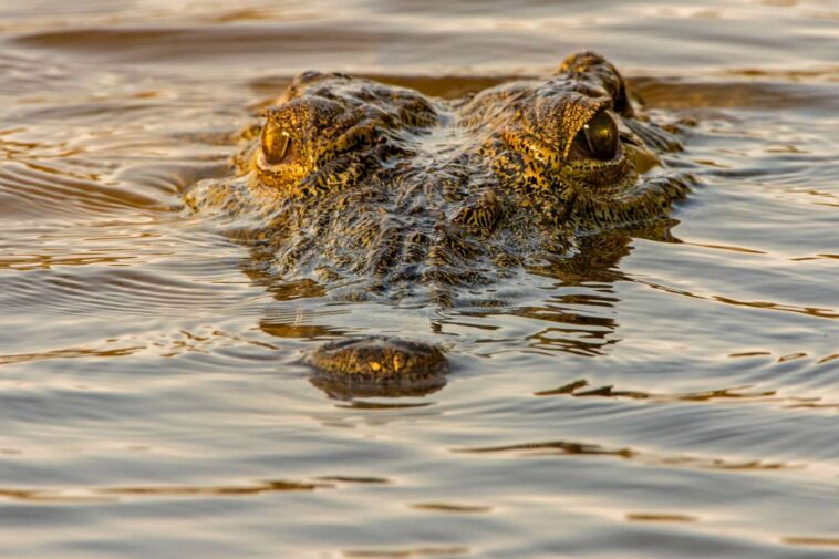 Quand le touriste plonge un bras dans la mare aux crocodiles