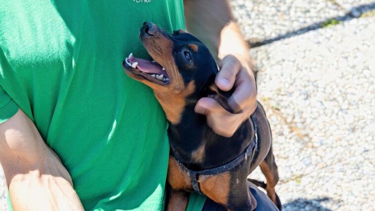 Suisse romande: Les refuges pour animaux font face à une vague d’abandons