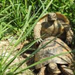 Chavornay (VD): Le centre de récupération des tortues déborde et ne peut plus en accueillir
