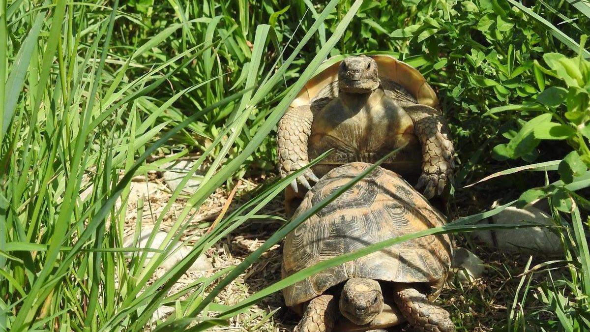 Chavornay (VD): Le centre de récupération des tortues déborde et ne peut plus en accueillir