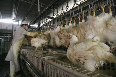 Des cas de grippe aviaire détectés dans un élevage de Bocholt