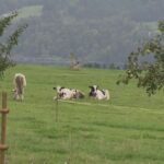 Des éleveurs diminuent et transforment les gaz de leurs vaches en certificats carbone - rts.ch