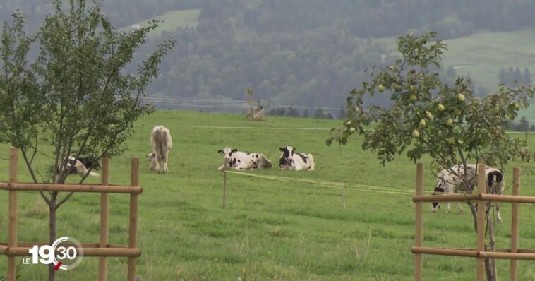 Des éleveurs diminuent et transforment les gaz de leurs vaches en certificats carbone - rts.ch