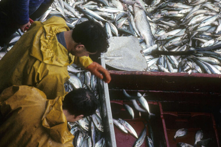 « La France doit élever sa voix pour sauver les pêcheurs français des pratiques destructrices des industriels néerlandais »