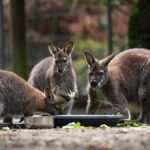 Le Bioparc va déménager à Thônex