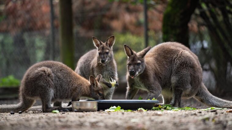 Le Bioparc va déménager à Thônex