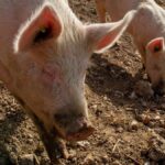 Les Ponts-de-Martel (NE): Pétition contre une «ferme aux 1800 cochons»