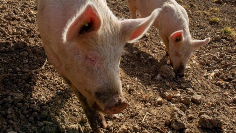 Les Ponts-de-Martel (NE): Pétition contre une «ferme aux 1800 cochons»