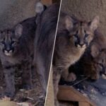 Pairi Daiza annonce la naissance de trois pumas