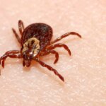 Quels sont les symptômes de la maladie de Lyme et pourquoi est-elle si difficile à diagnostiquer?