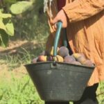 Tunisie : des "jardins suspendus" résistent à la sécheresse pour sauver les figues de Djebba