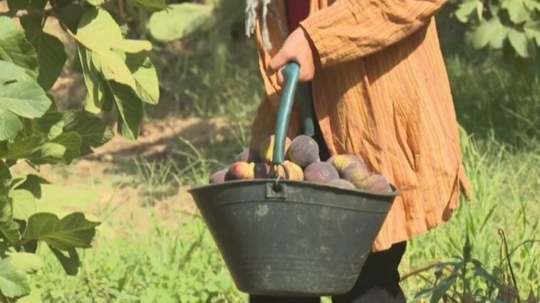 Tunisie : des "jardins suspendus" résistent à la sécheresse pour sauver les figues de Djebba